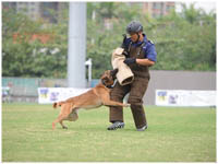 警犬攻擊比賽為警犬技能比賽項目之一。