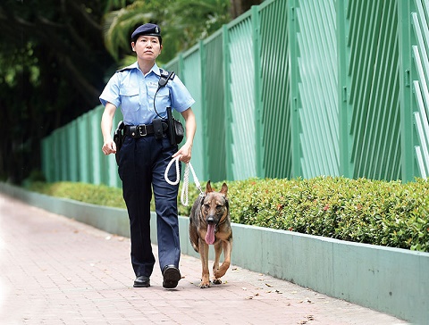 图片：警犬队警员执行职务
