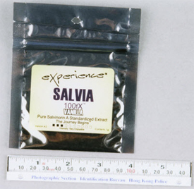 Salvia divinorum