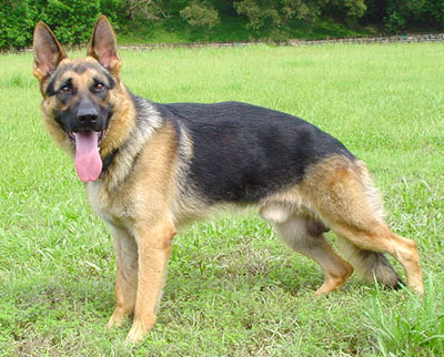 what type of dog are police dogs