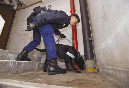 A Police dog searches for dangerous drugs.