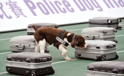 警犭于警犭技能比赛中示范搜查爆炸品。