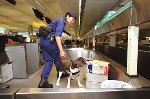 警犬队在机场执行保安搜查任务。