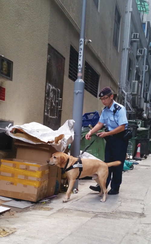 警犬队在街​​上执行搜查任务。