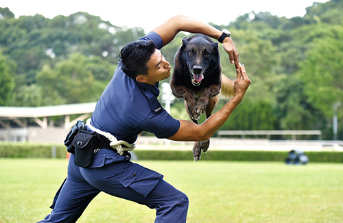 The Police Dog Unit showcased its work and promoted the ‘Responsible Dog Owners' message at the triennial Police Dog Trial.