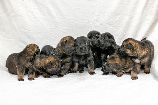 Nine German Shepherd puppies joined the Force as new blood.
