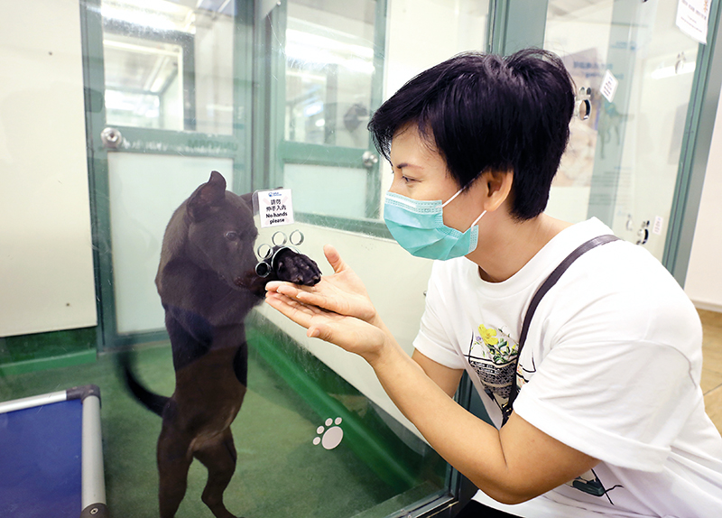 阿慈希望有意飼養寵物的市民可優先考慮向非牟利機構領養。
