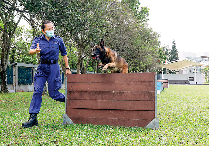 領犬員Nicole透過訓練與警犬建立默契。