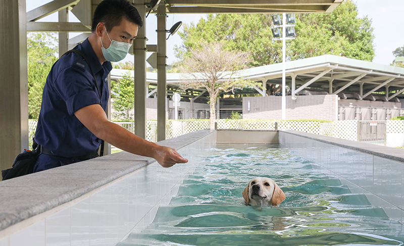 領犬員阿匡帶領警犬進行游泳訓練。